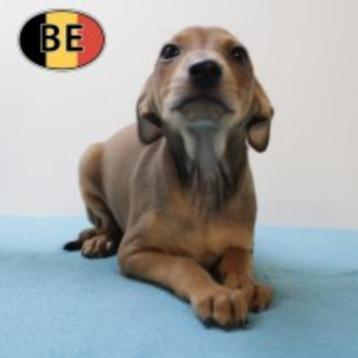 Italiaanse Windhond pup - geboren in België beschikbaar voor biedingen
