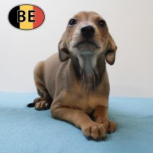 Italiaanse Windhond pup - geboren in België, Dieren en Toebehoren, Honden | Windhonden, Reu, Overige rassen, Handelaar, Eén hond