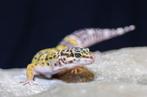 Mack snow luipaardgekko vrouwtjes, Hagedis, Tam, 0 tot 2 jaar