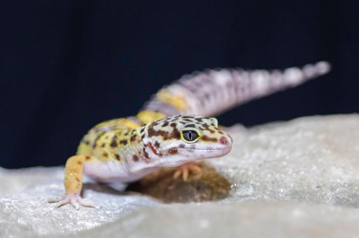 Mack snow luipaardgekko vrouwtjes, Dieren en Toebehoren, Reptielen en Amfibieën, Hagedis, 0 tot 2 jaar, Tam