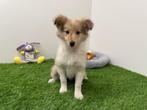 Shetland Sheepdog pups, Dieren en Toebehoren, Honden | Herdershonden en Veedrijvers, 8 tot 15 weken, CDV (hondenziekte), Meerdere