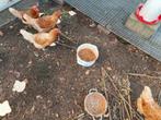Legkippen bruine kip leghennen kippen, Dieren en Toebehoren, Pluimvee, Kip
