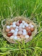 Biologische eieren (bevrucht) te koop, Dieren en Toebehoren, Pluimvee, Kip, Vrouwelijk