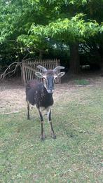 Soay schaap ooi, Schaap