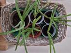 Aloë vera plantjes, Huis en Inrichting, Kamerplanten, Ophalen, Vetplant, Halfschaduw, Minder dan 100 cm