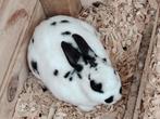 Mooi Rex konijntje zoekt een nieuw huisje, Dieren en Toebehoren, Knaagdieren, April, Mannelijk, Overige typen, Tam