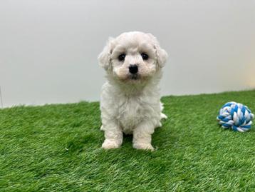 Nestje Bichon Frisé puppy's beschikbaar voor biedingen