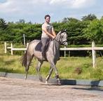 Drachtige Zangersheide merrie, Dieren en Toebehoren, Paarden, Merrie, Springpaard, Gechipt, Zadelmak