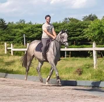 Drachtige Zangersheide merrie beschikbaar voor biedingen