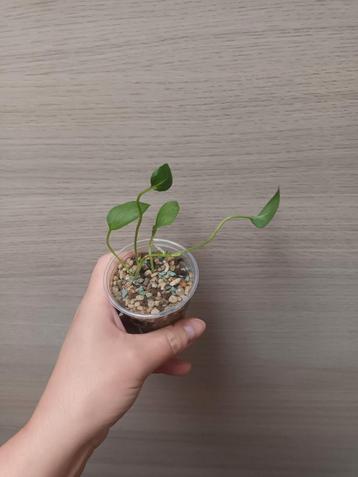 Anthurium vittariifolium  beschikbaar voor biedingen