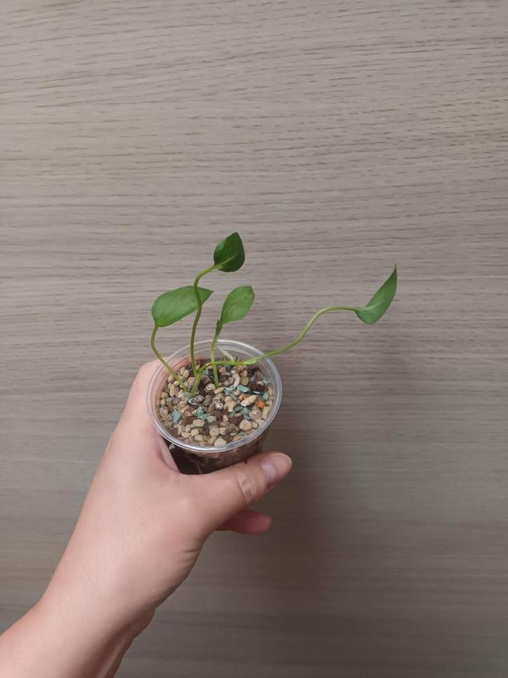 Anthurium vittariifolium, Huis en Inrichting, Kamerplanten, Ophalen of Verzenden