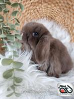 Baby minilop lapin mâle de race pure (transport possible), Mâle, Nain, Oreilles tombantes, 0 à 2 ans