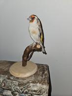 Prachtige opgezette Putter, Verzamelen, Dierenverzamelingen, Ophalen of Verzenden, Nieuw, Vogel, Opgezet dier