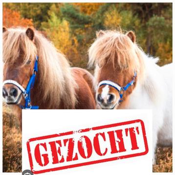 Gezocht superbrave kinderpony, Dieren en Toebehoren, Pony's
