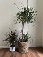 Plant (zonder bloempot), Huis en Inrichting, Kamerplanten, Ophalen