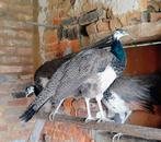 Blauwe pauwen, Dieren en Toebehoren