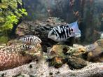 Zebra cichliden
