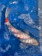 Koi wit/rood, Dieren en Toebehoren, Vissen | Vijvervissen, Karper of Koi