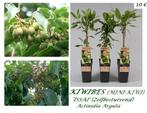 KIWI-BES (MINI-KIWI) ISSAI = ZELFBESTUIVEND, 7,5€/ST., Zomer, Vaste plant, Fruitplanten, Ophalen of Verzenden