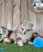 Chiot de Poméranie/Chiot pygmée/pompon / petit loulou, Loulou, Plusieurs, Parvovirose, Belgique