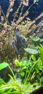 Maanvissen, Dieren en Toebehoren
