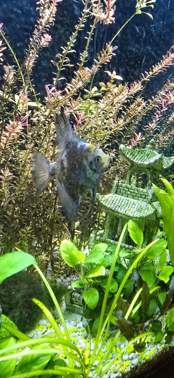 Maanvissen  beschikbaar voor biedingen