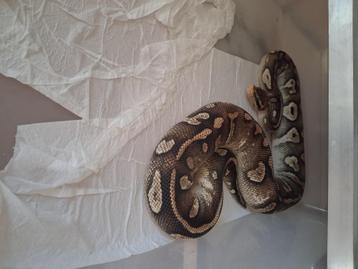 Phantom pastel het ghost  beschikbaar voor biedingen