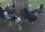 Leghorn dalmatier , zweedse bloemenkip