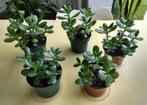 Crassula ovata - Jadeplant, Huis en Inrichting, Kamerplanten, Ophalen, Vetplant