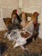 Brahmas, Dieren en Toebehoren