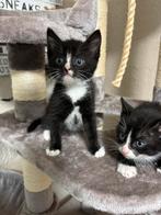 Kitten  krabpaal 1.75 hoog, Dieren en Toebehoren, Katten-accessoires, Ophalen, Zo goed als nieuw