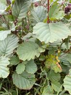 Aulne noir (Alnus Glutinosa), Jardin & Terrasse, Plantes | Arbustes & Haies, Enlèvement ou Envoi, Arbuste