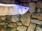 Arowana 40 cm ( petit défaut ), Dieren en Toebehoren, Vis, Zoetwatervis