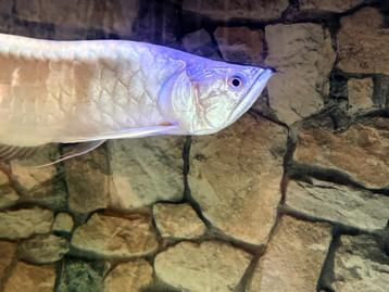Arowana 40 cm ( petit défaut )  beschikbaar voor biedingen