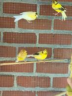 Oiseaux ( canaris)de compagnie adorable a vendre, Geslacht onbekend