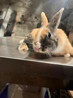 Tricolor dwergkonijnen tekoop, Dieren en Toebehoren, Konijnen