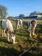 Tinker paarden, Dieren en Toebehoren