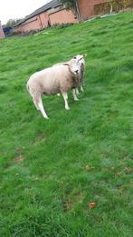 Schapen, Mannelijk, Schaap, 0 tot 2 jaar