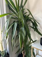 Grote yucca kamerplant, Huis en Inrichting, Kamerplanten, Ophalen of Verzenden