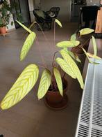 Plant met stenen pot., Ophalen