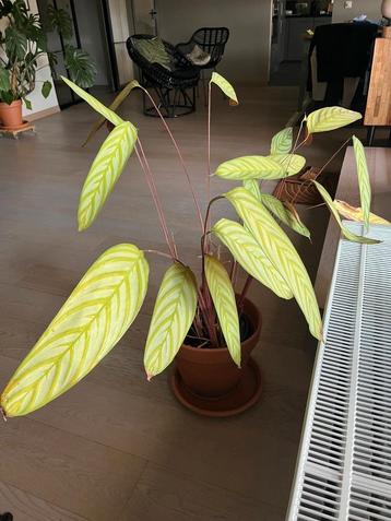 Plant met stenen pot. beschikbaar voor biedingen