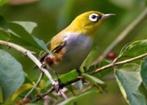 Brilvogel gezocht, Dieren en Toebehoren, Vogels | Overige Vogels