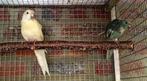Couple kakariki