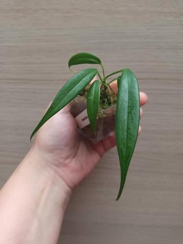 Anthurium eminens  beschikbaar voor biedingen