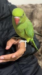 Halsbandparkiet, Dieren en Toebehoren, Tam