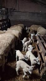 Schapen met lammeren