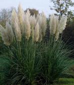 Pampasgras pluimen bloemen, Ophalen