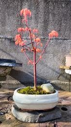 Bonsai Japanse esdoorn acer palmatum katsura, Tuin en Terras, Ophalen