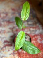 Philodendron geschilderde dame, Ophalen of Verzenden