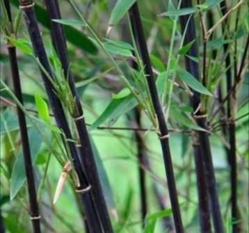 Fargesia nitida ‘Black pearl’ beschikbaar voor biedingen